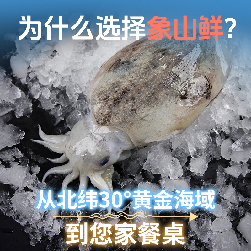 象山鲜东海海捕墨鱼