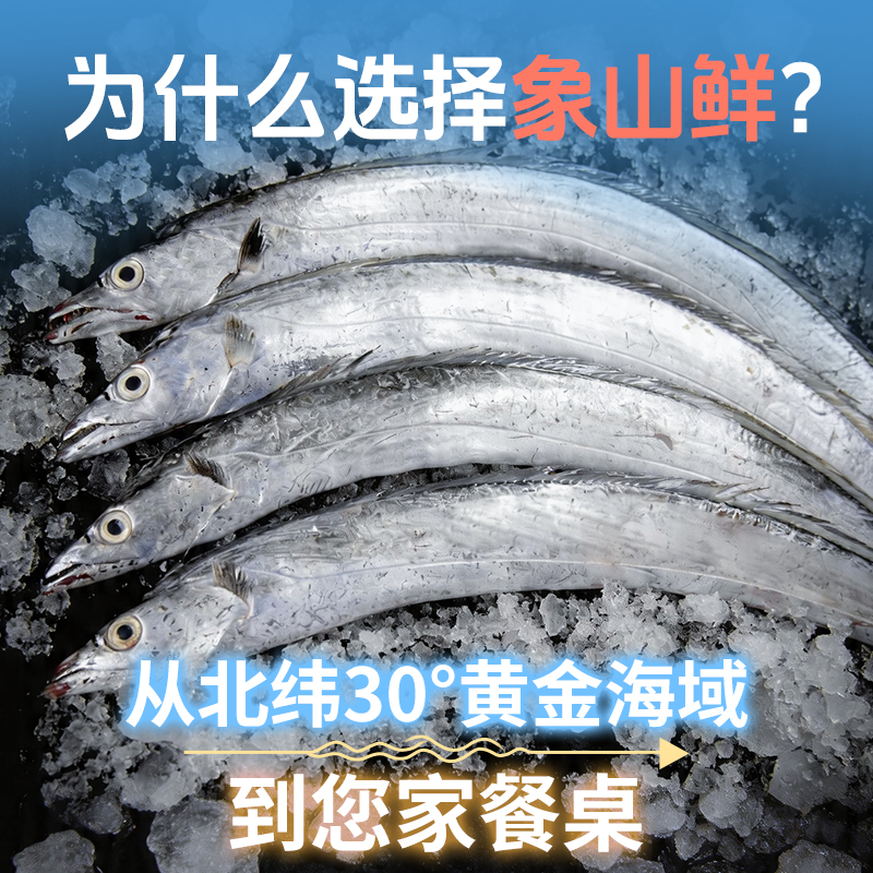 东海油带鱼